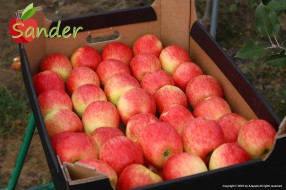 Sander - apples in box 