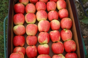 Sander - apples in box 