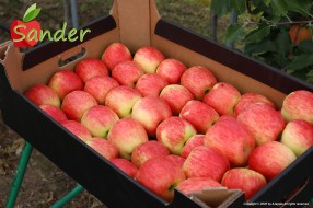 Sander - apples in box 