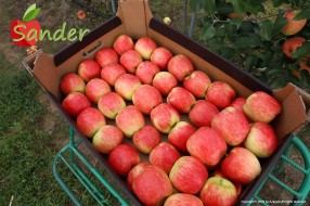 Sander - apples in box 