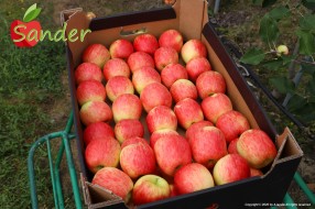 Sander - apples in box 