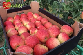 Sander - apples in box 