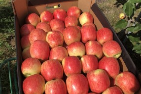 Sander - apples in box 