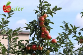 Sander - apple on the tree