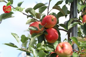 Sander - apple on the tree