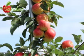 Sander - apple on the tree