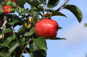 Sander - apple on the tree