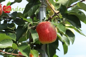 Sander - apple on the tree