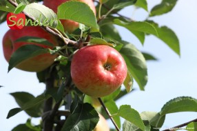 Sander - apple on the tree