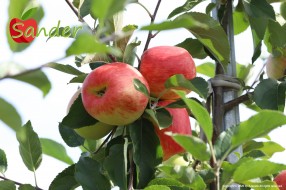 Sander - apple on the tree