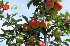 Sander - apple on the tree