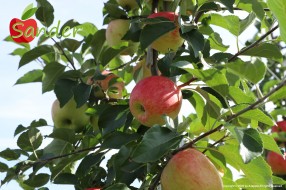 Sander - apple on the tree