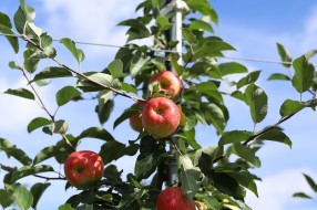 Sander - apple on the tree