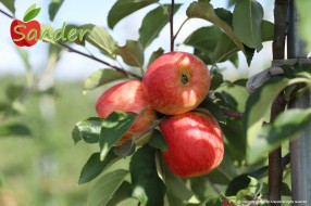 Sander - apple on the tree