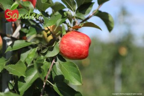 Sander - apple on the tree