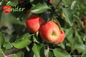 Sander - apple on the tree