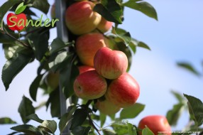 Sander - apple on the tree