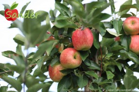 Sander - apple on the tree