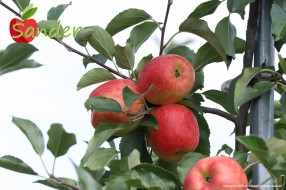 Sander - apple on the tree