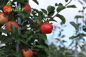 Sander - apple on the tree