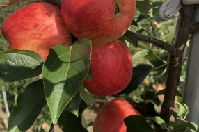 Sander - apple on the tree