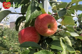 Sander - apple on the tree