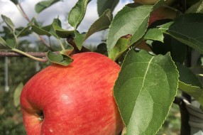 Sander - apple on the tree