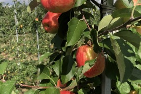 Sander - apple on the tree