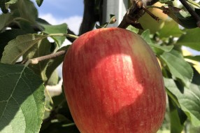 Sander - apple on the tree