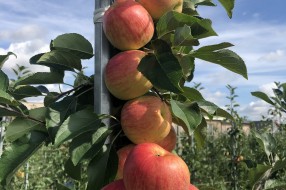 Sander - apple on the tree