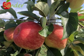 Sander - apple on the tree