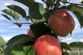 Sander - apple on the tree